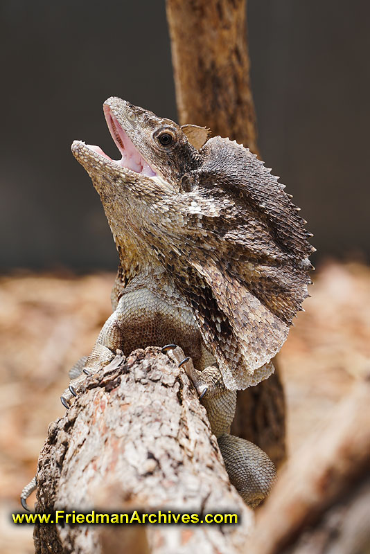 wildlife,australia,lizard,frilled,dragon,